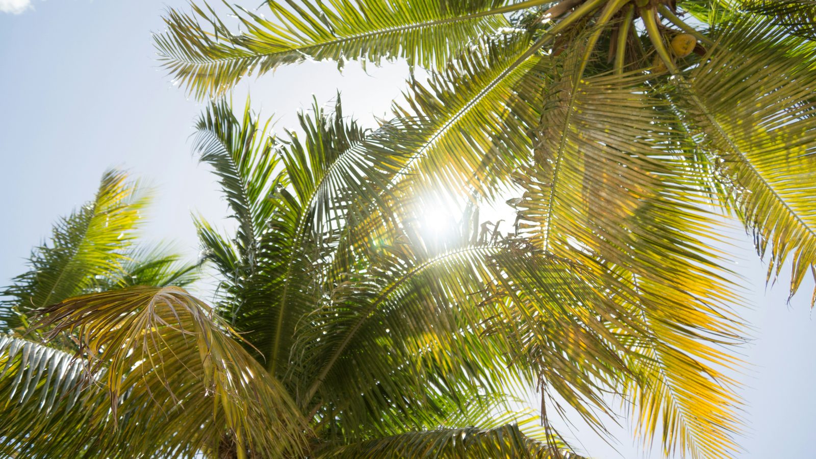 Bright Florida sunshine ideal for solar energy production